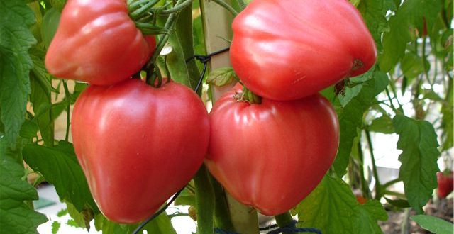 Anna Russian Tomate Bio Saatgut